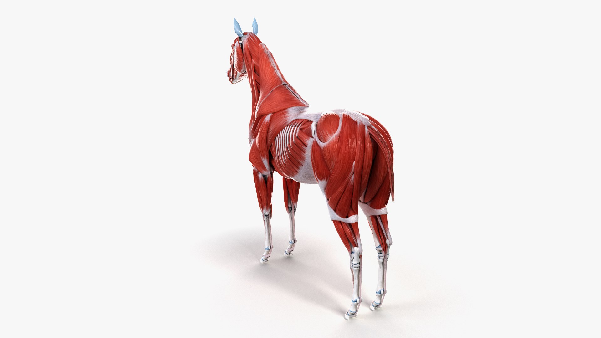 3D skin horse anatomy https://p.turbosquid.com/ts-thumb/kq/7AJ0G0/HVI4cK2c/ts_horseanatomy_muscle0005/jpg/1568741743/1920x1080/fit_q87/92777534aeb30c9e22b7288cf8dbba5158937b57/ts_horseanatomy_muscle0005.jpg