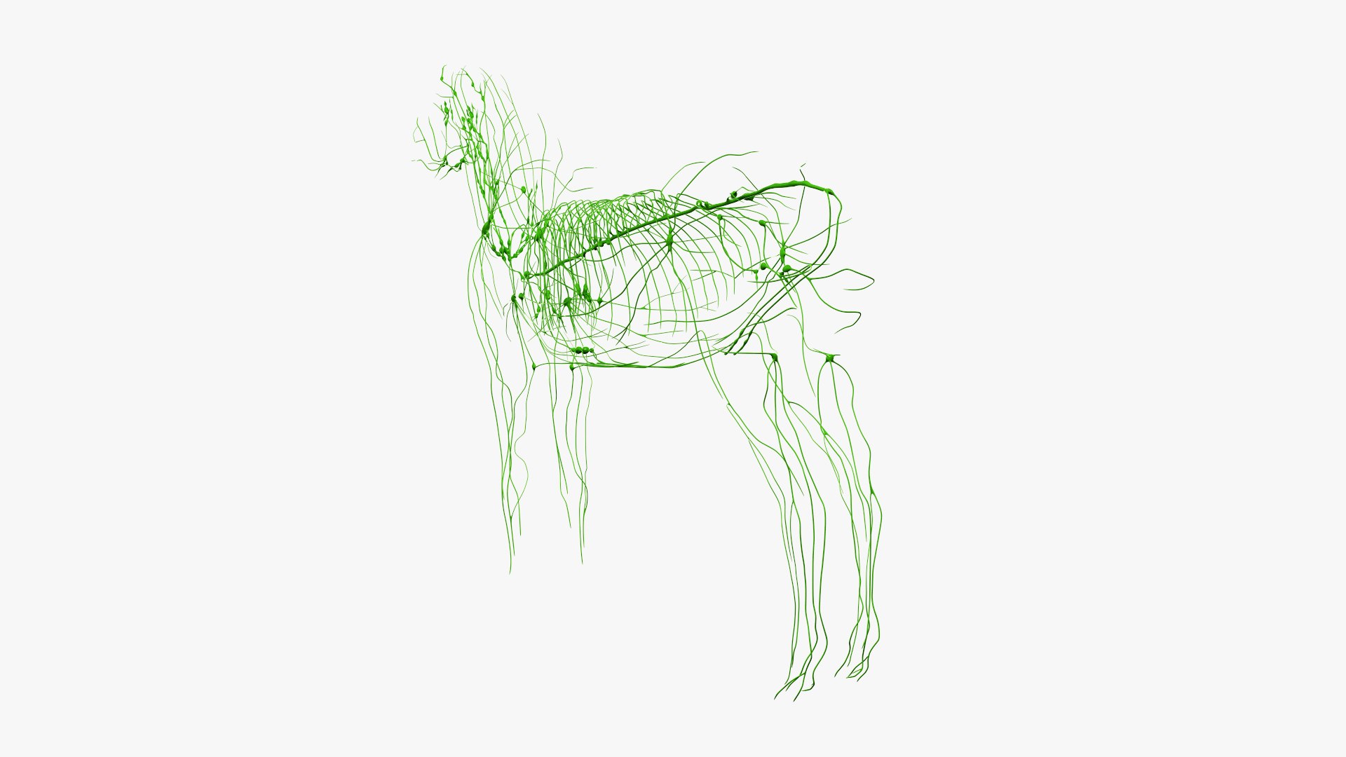 3D skin horse anatomy https://p.turbosquid.com/ts-thumb/kq/7AJ0G0/Ru1g6ZZd/ts_horseanatomy_anatomy_lymphatic_s0004/jpg/1568742007/1920x1080/fit_q87/b79bdc7829d6a62f27630564f20ffad2e73d0fb7/ts_horseanatomy_anatomy_lymphatic_s0004.jpg