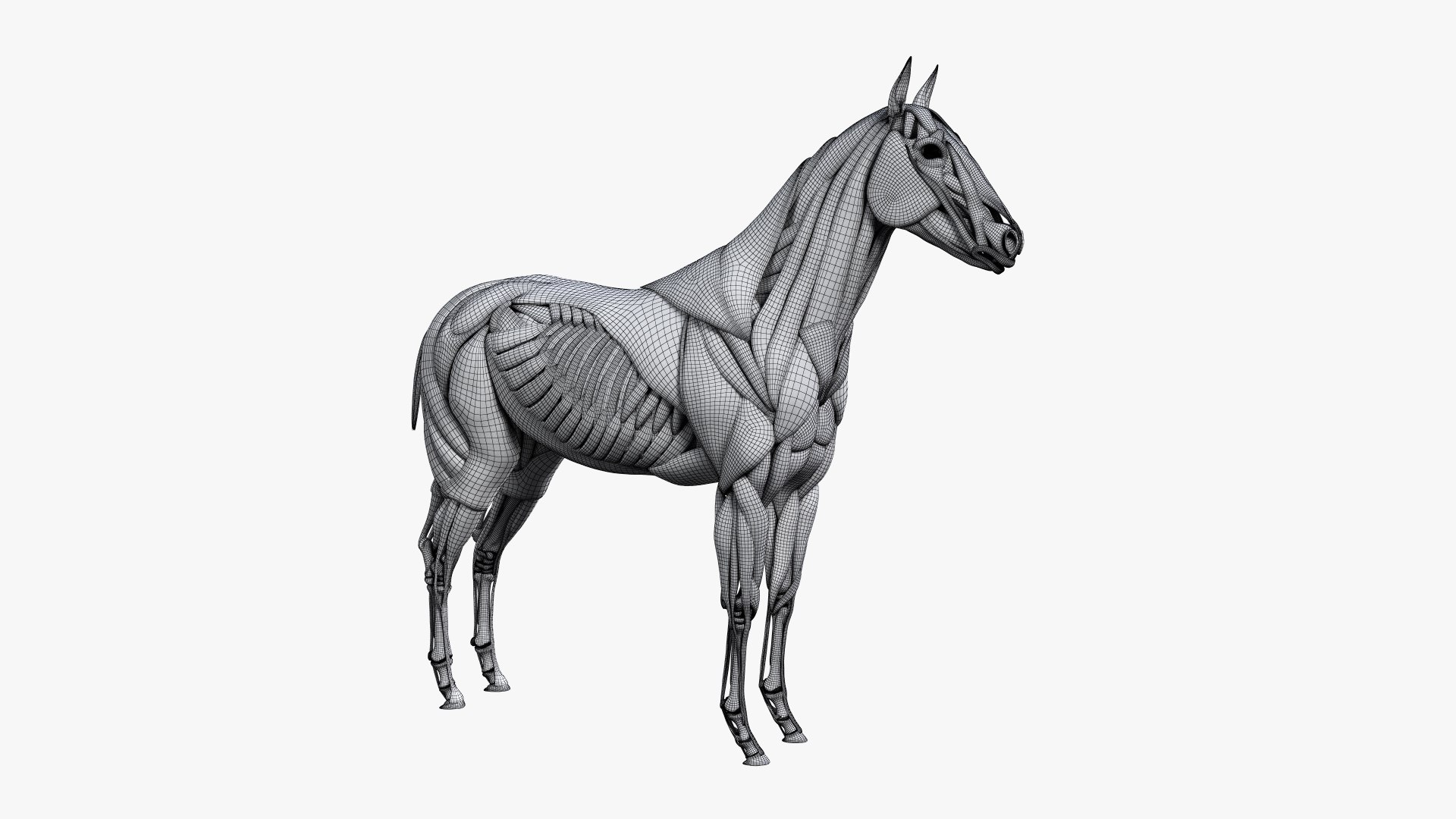 3D skin horse anatomy https://p.turbosquid.com/ts-thumb/kq/7AJ0G0/bAw2KPBB/ts_horseanatomy_muscle_wire0001/jpg/1568742445/1920x1080/fit_q87/d5740a46bb6c35a1aa15861189d41fa629f30fc7/ts_horseanatomy_muscle_wire0001.jpg