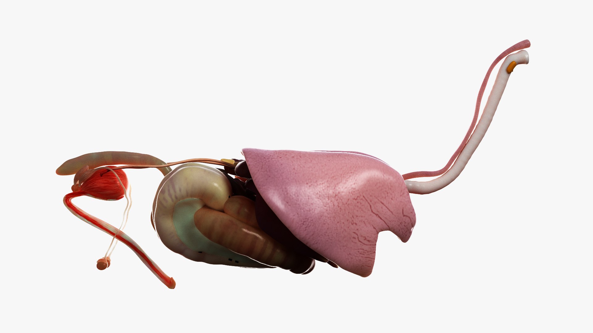 3D skin horse anatomy https://p.turbosquid.com/ts-thumb/kq/7AJ0G0/dHGGXzau/ts_horseanatomy_anatomy_organs0000/jpg/1568742257/1920x1080/fit_q87/3f43b0e01f63c05f785cd1a4390110e51a294ce9/ts_horseanatomy_anatomy_organs0000.jpg