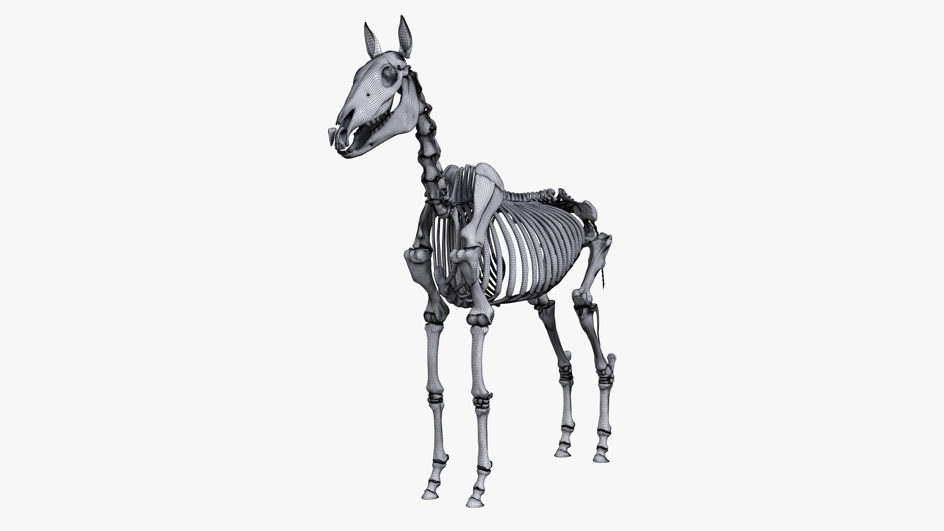 3D skin horse anatomy https://p.turbosquid.com/ts-thumb/kq/7AJ0G0/gJbuAofX/ts_horseanatomy_skeleton_wire0002/jpg/1568742410/1920x1080/fit_q87/bc8c5c7ac462173dfc10198b26f6ebebc3ac7775/ts_horseanatomy_skeleton_wire0002.jpg