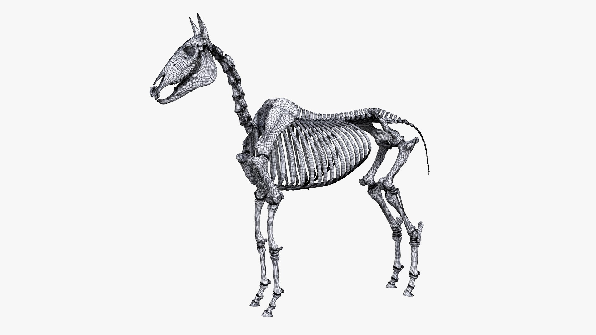 3D skin horse anatomy https://p.turbosquid.com/ts-thumb/kq/7AJ0G0/pv9QCuw3/ts_horseanatomy_skeleton_wire0003/jpg/1568742410/1920x1080/fit_q87/a48e90b6da4205677919800b788385fe850745dc/ts_horseanatomy_skeleton_wire0003.jpg