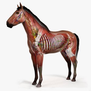 Full Horse Anatomy