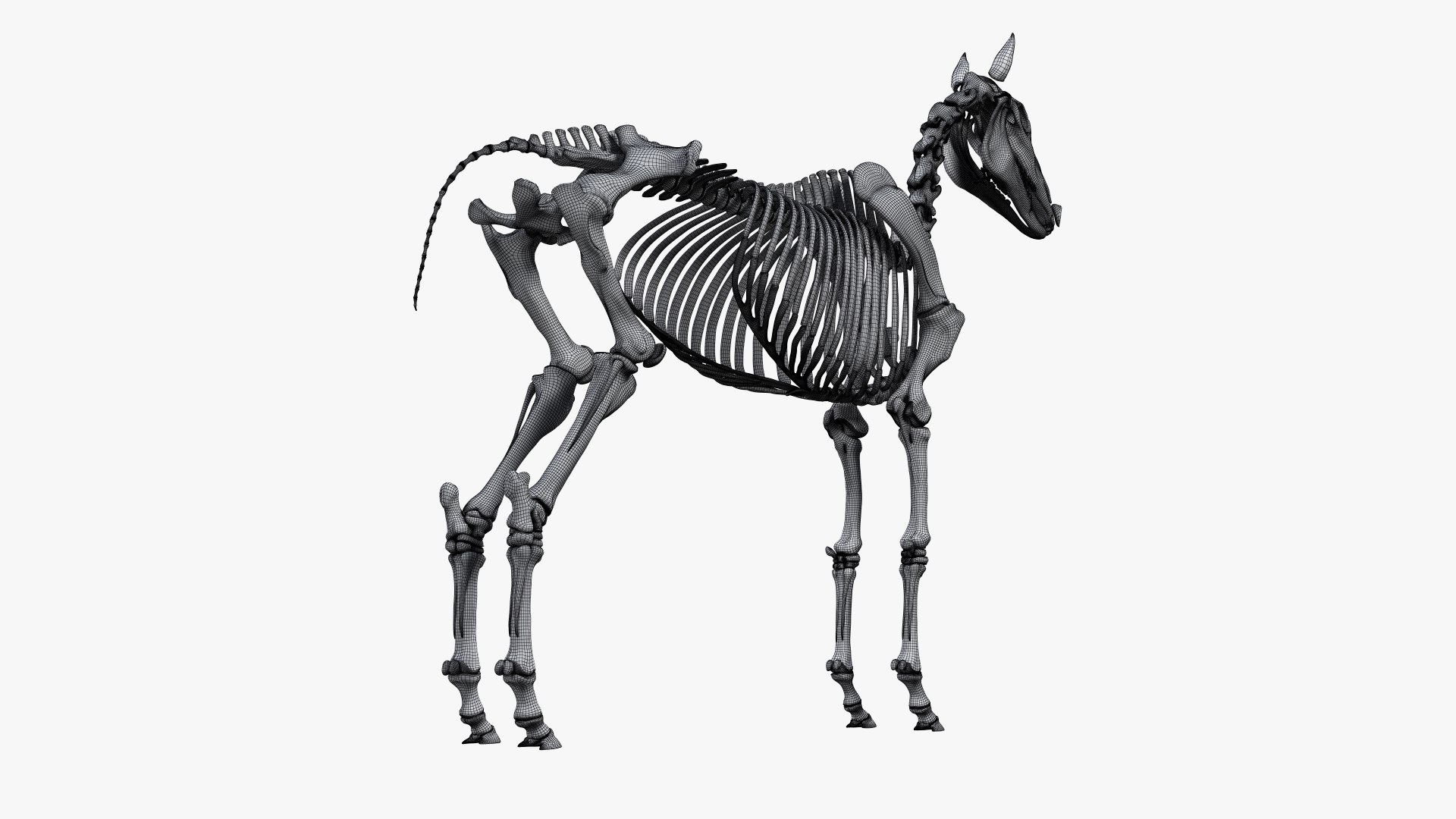 3D skin horse anatomy https://p.turbosquid.com/ts-thumb/kq/7AJ0G0/xpA1e1JR/ts_horseanatomy_skeleton_wire0006/jpg/1568742410/1920x1080/fit_q87/3d0e754f68f2e8c5d1414233090d873346e52cf7/ts_horseanatomy_skeleton_wire0006.jpg
