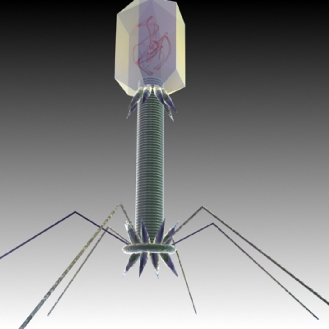 max virus science https://p.turbosquid.com/ts-thumb/kq/ObZIiw/y283OTQW/bacteriaphage2/jpg/1202997031/1920x1080/fit_q87/06240b00b61f025b8d8446ec9b3de1f66236a534/bacteriaphage2.jpg