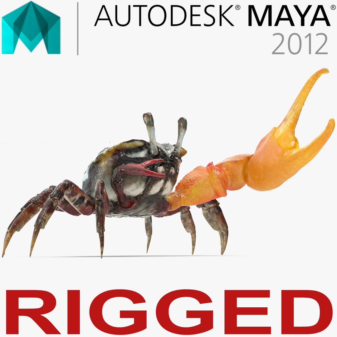 Fiddler Crab Rigged for Maya 3D model preview