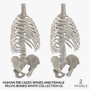 3D Human Rib Cages Spines and Female Pelvis Bones White Collection 01  - 2 models model