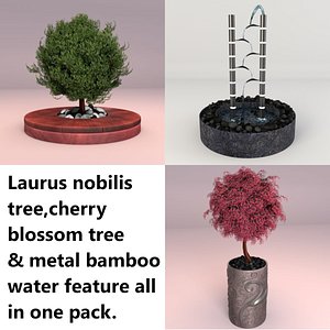 Potted laurus nobilis & cherry blossom tree
