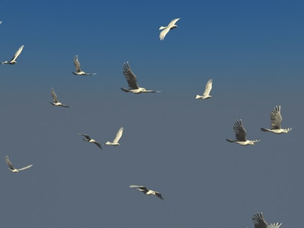 リアルなアニメーションの飛んでいる鳥の群れ3dモデル Turbosquid