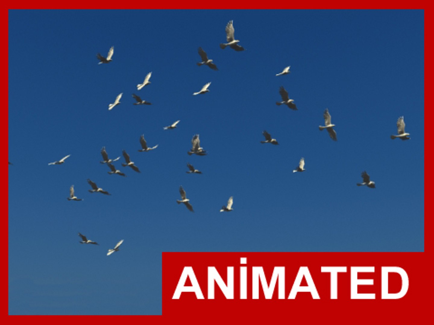 3d realistic flying bird flock https://p.turbosquid.com/ts-thumb/kq/eZzdkr/I3dCtQBH/flock_2/jpg/1288016964/1920x1080/fit_q87/fa1d1d3b0a802b06374003a53e5ecc7ef06056a4/flock_2.jpg