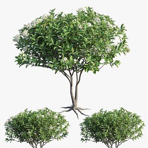 3D plant set 24