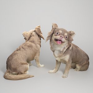 3D Chihuahua dog 20 model
