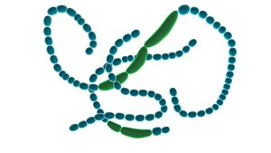 3d anabaena cyanobacteria model