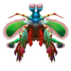 Mantis Shirmp 3D model