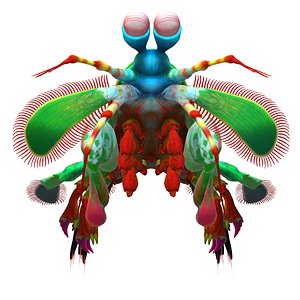 Mantis shrimp
