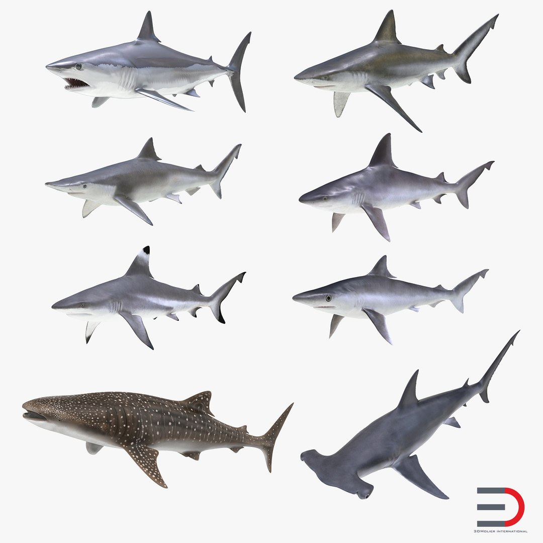Sharks Collection 10 3D model preview