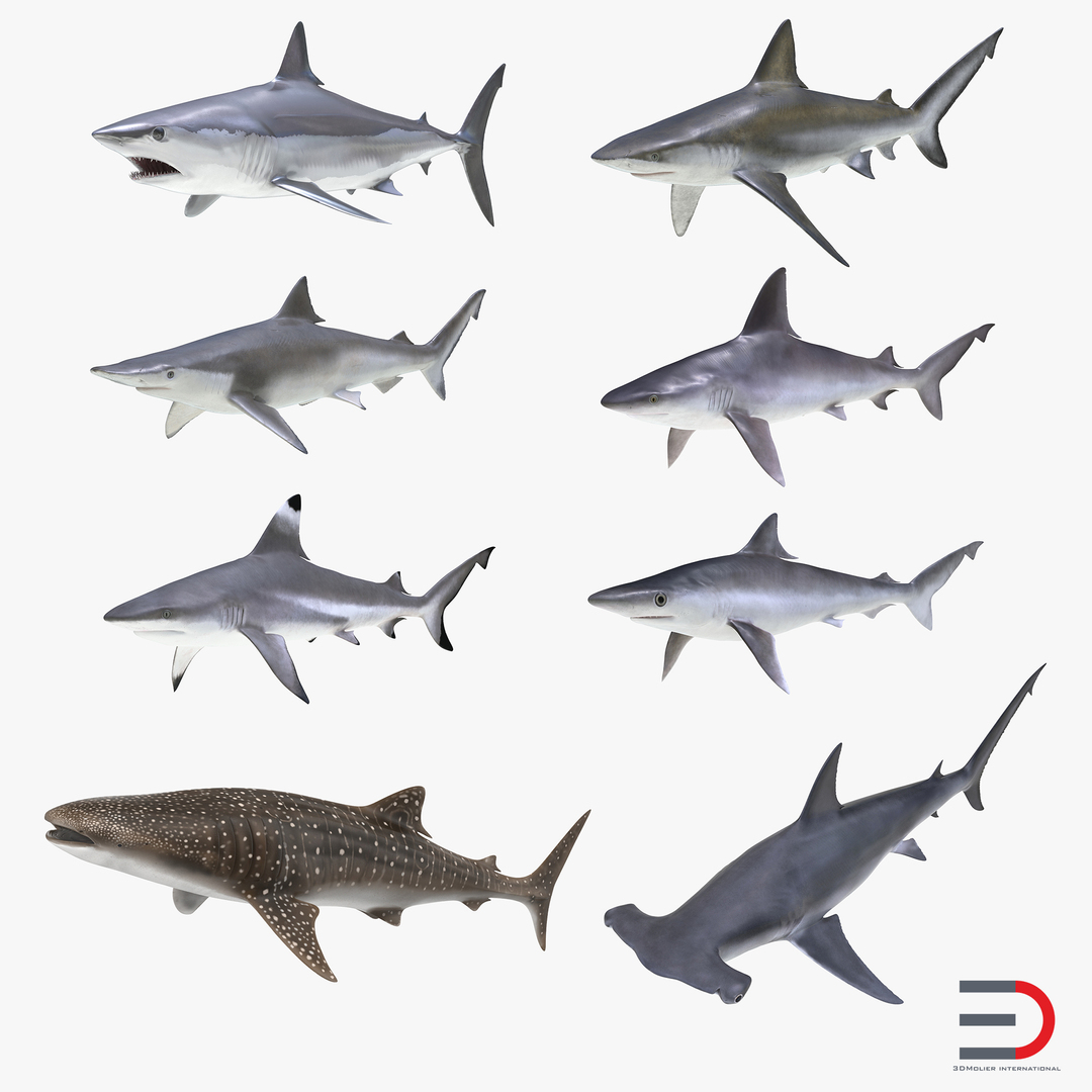 3d Sharks 10