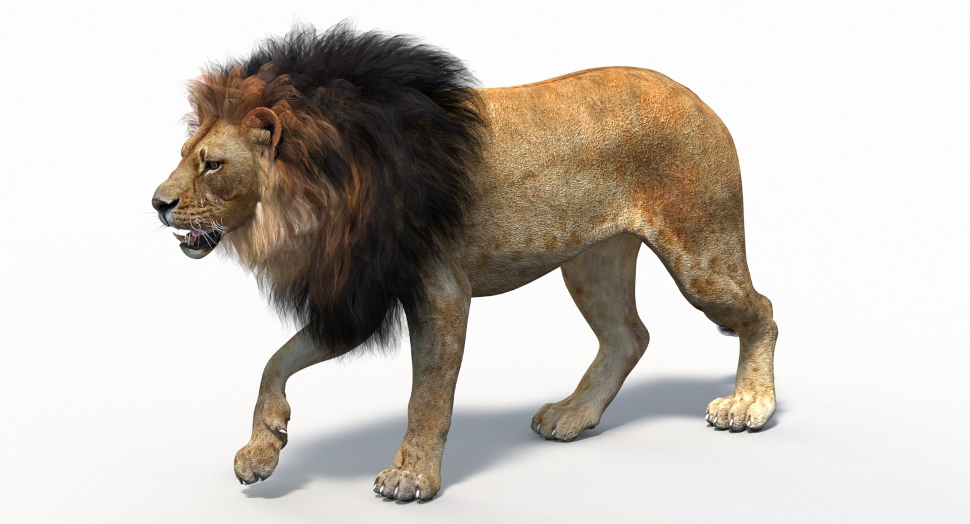 3D model lion 2 polygonal mane - TurboSquid 1375425