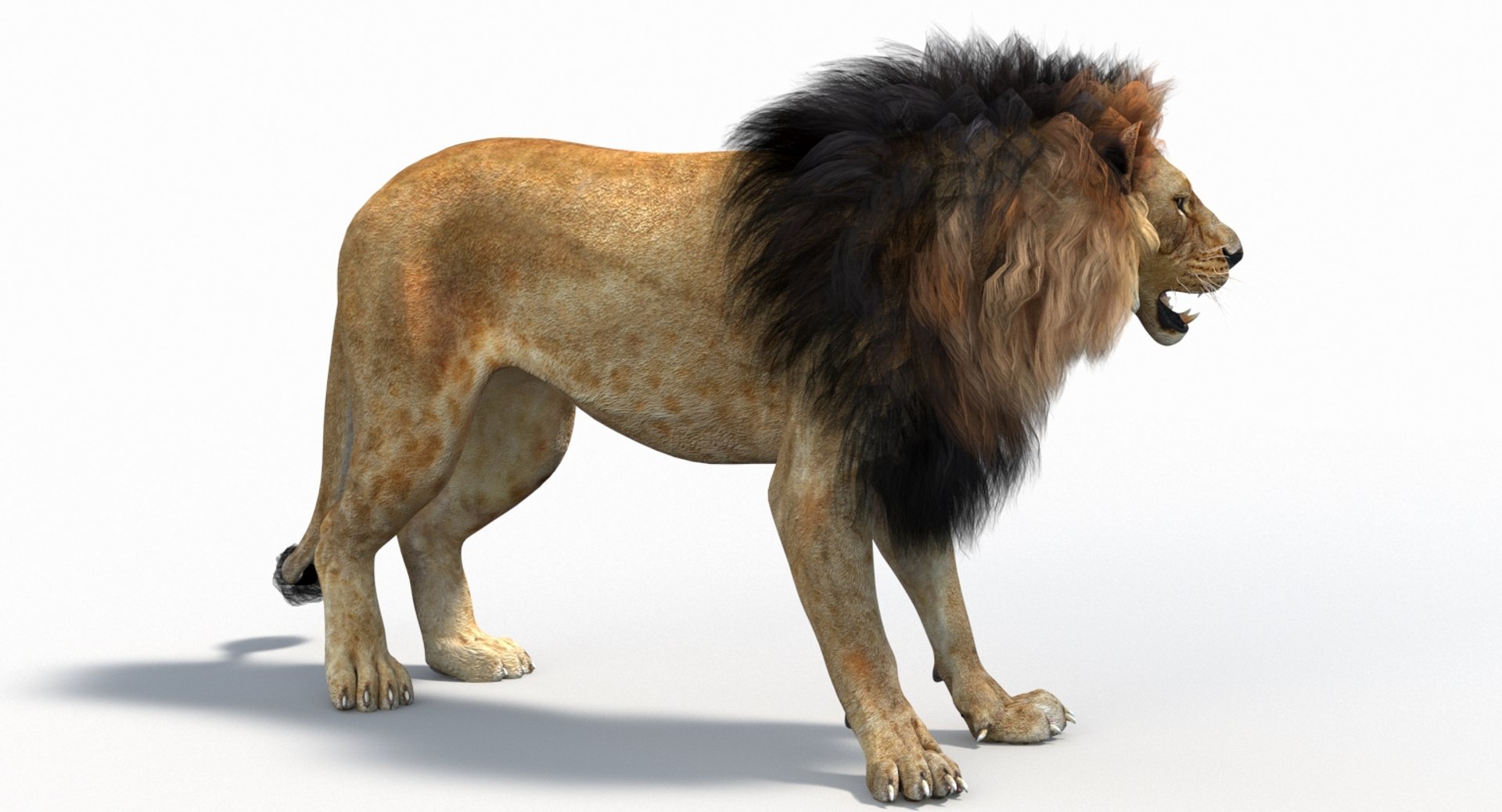 3D model lion 2 polygonal mane - TurboSquid 1375425