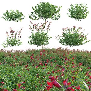 3D model Salvia darcyi - Galeana Red Sage