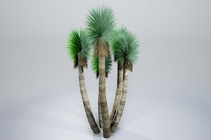 Yucca 2