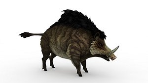 Wild boar model
