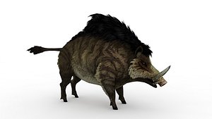 Wild boar