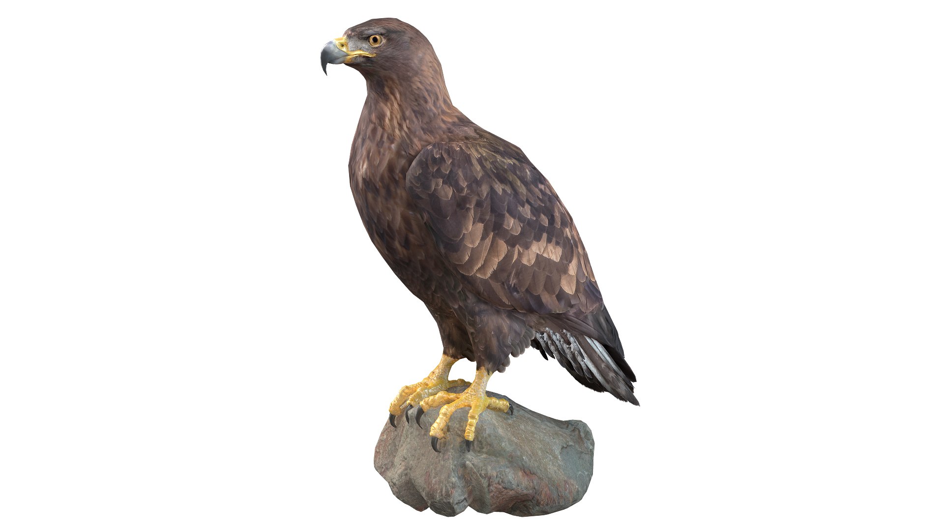 Predator Birds Collection 3D https://p.turbosquid.com/ts-thumb/kr/IE5pLa/24/w/jpg/1640967502/1920x1080/fit_q87/817667e70a61016eb33ce67b8dd3e4de0345daf1/w.jpg
