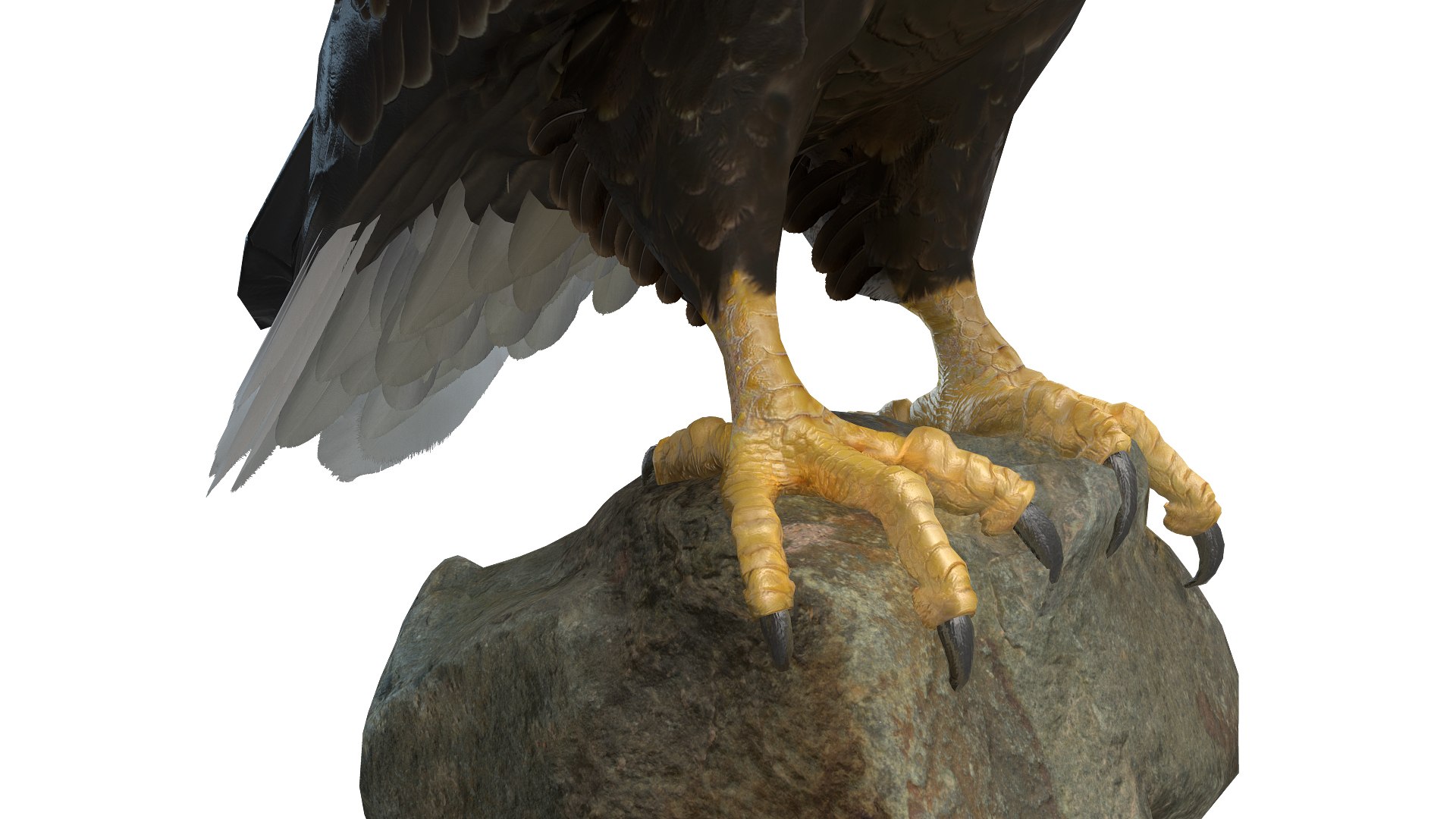 Predator Birds Collection 3D https://p.turbosquid.com/ts-thumb/kr/IE5pLa/6T/0061/jpg/1640967972/1920x1080/fit_q87/aee95306cb4febe8605bc8bccb2c5af2bc1ca482/0061.jpg