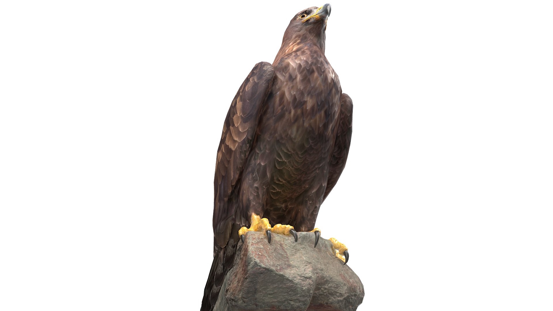 Predator Birds Collection 3D https://p.turbosquid.com/ts-thumb/kr/IE5pLa/Po/09/jpg/1640967501/1920x1080/fit_q87/ac8019aa891fbdd5018d4939904a68510fccaee6/09.jpg