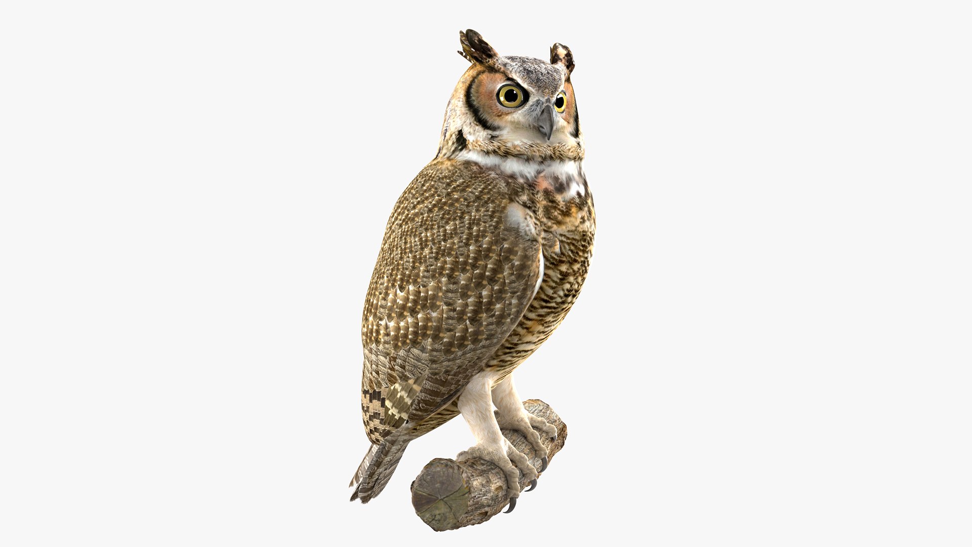 Predator Birds Collection 3D https://p.turbosquid.com/ts-thumb/kr/IE5pLa/TY/main_w/jpg/1640970917/1920x1080/fit_q87/e3f7137cf9b183ce72932e536a9a05a4f1f517c3/main_w.jpg