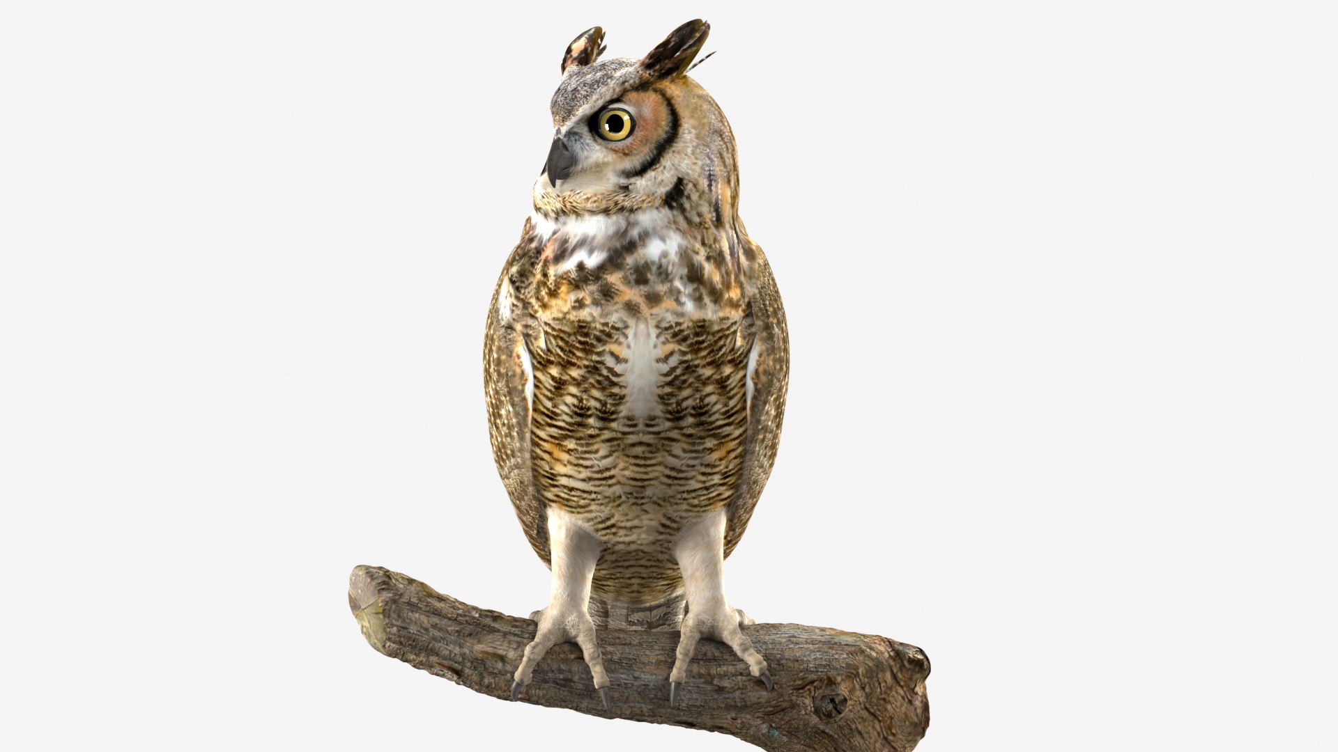 Predator Birds Collection 3D https://p.turbosquid.com/ts-thumb/kr/IE5pLa/U8/1080_01/jpg/1640970918/1920x1080/fit_q87/af94111130c18da5b688f321429658d79a611804/1080_01.jpg