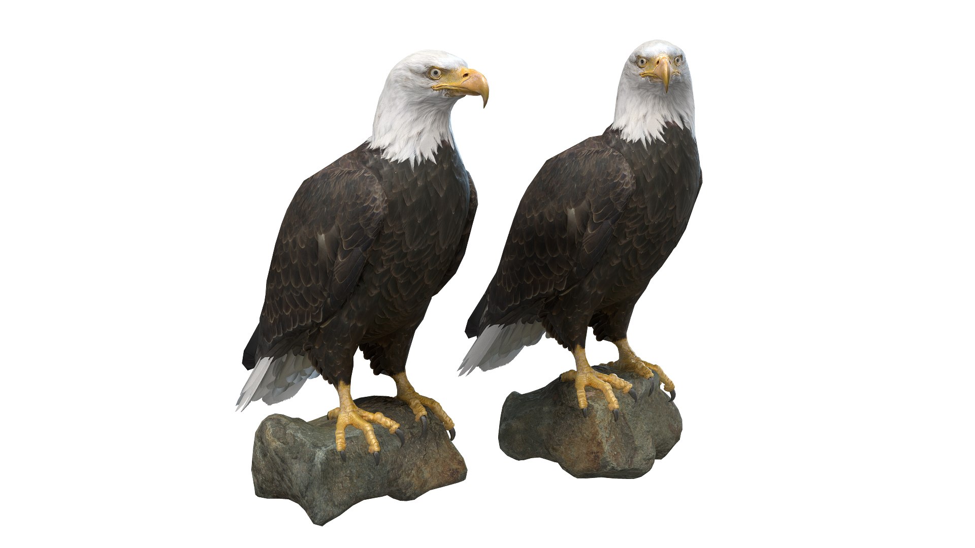 Predator Birds Collection 3D https://p.turbosquid.com/ts-thumb/kr/IE5pLa/Ye/wide1/jpg/1640967976/1920x1080/fit_q87/054f1d6a10c62c4f62c2cf853e13532fd8df229a/wide1.jpg