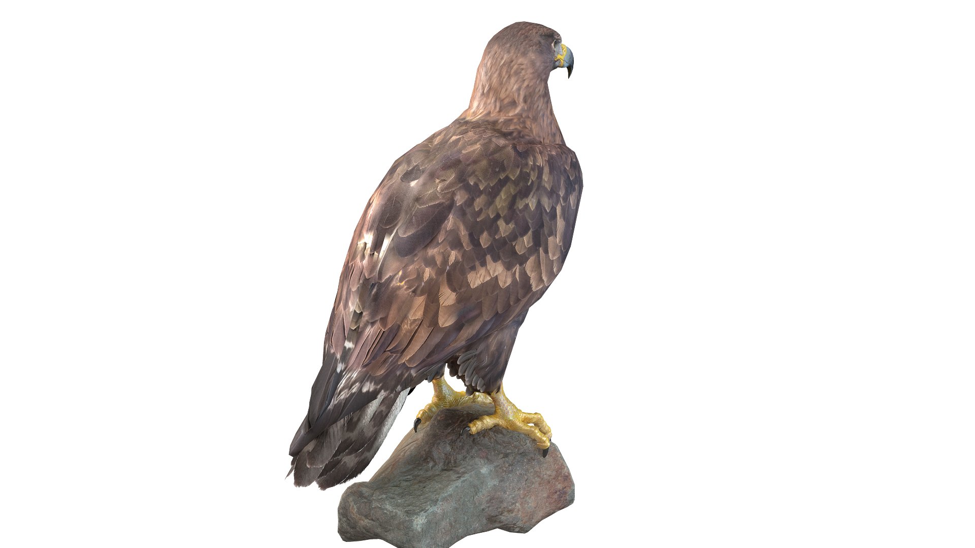 Predator Birds Collection 3D https://p.turbosquid.com/ts-thumb/kr/IE5pLa/fB/02/jpg/1640967503/1920x1080/fit_q87/1a49f36b1604eae57250f5e4968d2fea61a8ebd1/02.jpg