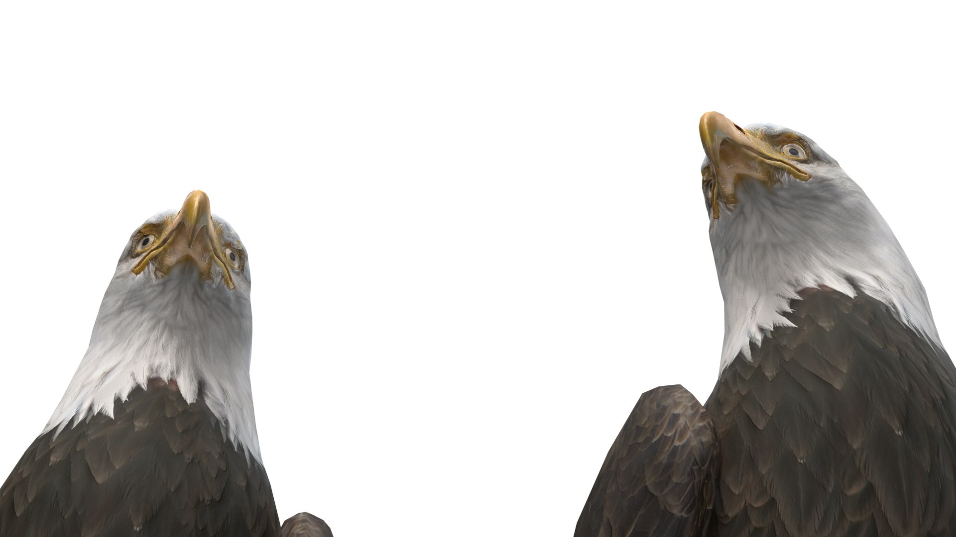 Predator Birds Collection 3D https://p.turbosquid.com/ts-thumb/kr/IE5pLa/iS/0031/jpg/1640967971/1920x1080/fit_q87/9a2836d9b7483b7008f0b1570f06c9bba19f2278/0031.jpg