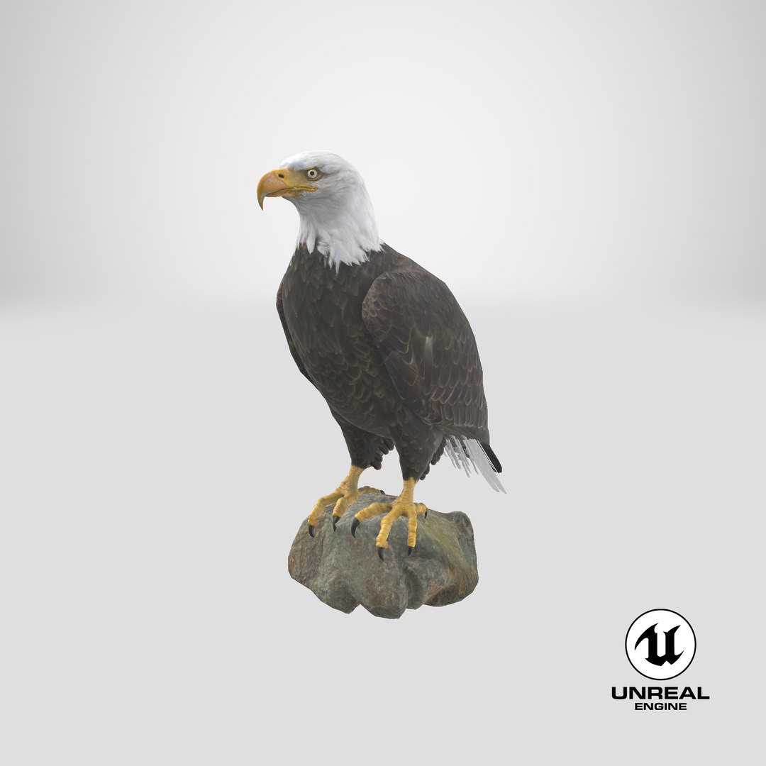 Predator Birds Collection 3D https://p.turbosquid.com/ts-thumb/kr/IE5pLa/mW/stemcell_unreal_render/png/1641021603/1920x1080/fit_q87/76e43d15b94d051db288f1bc63be7c1307fbfbf0/stemcell_unreal_render.jpg