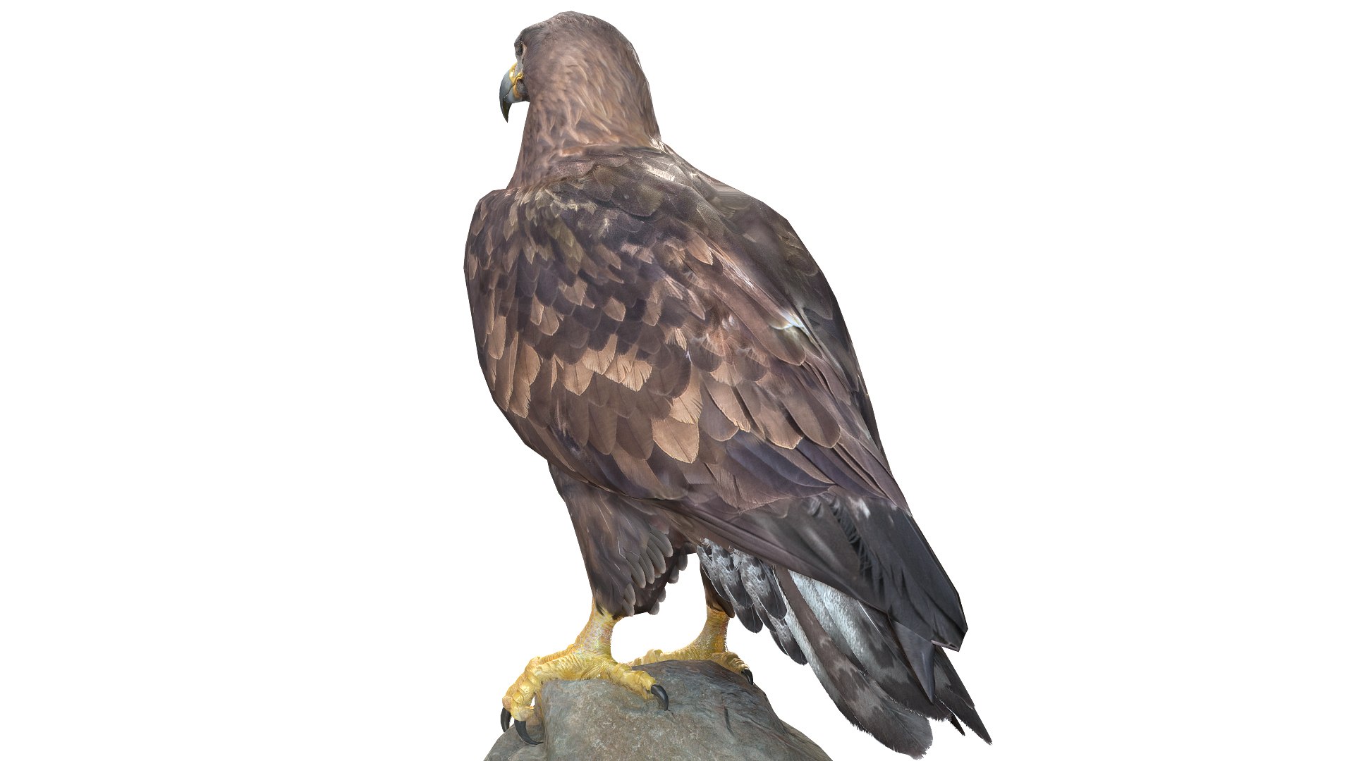 Predator Birds Collection 3D https://p.turbosquid.com/ts-thumb/kr/IE5pLa/nl/04/jpg/1640967504/1920x1080/fit_q87/1ce97e273ee9edef78e5ef0d79cbd0e254c097ba/04.jpg