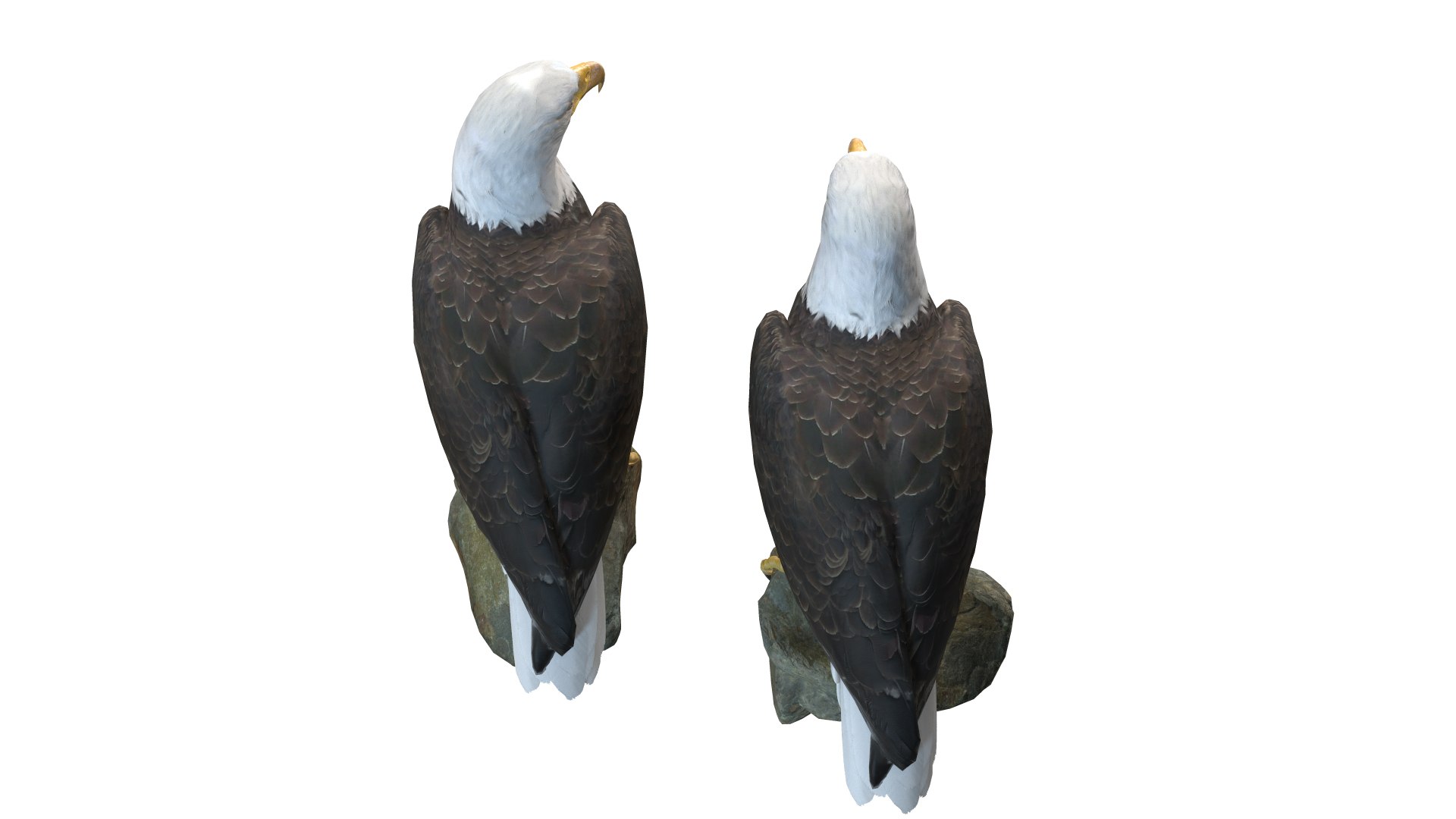 Predator Birds Collection 3D https://p.turbosquid.com/ts-thumb/kr/IE5pLa/pt/0041/jpg/1640967970/1920x1080/fit_q87/aeb7a2954178f243581499c30f00354dcf4583be/0041.jpg