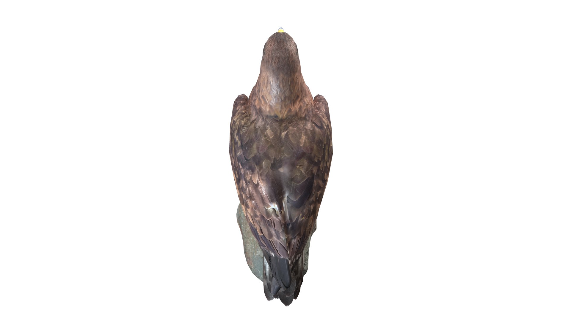 Predator Birds Collection 3D https://p.turbosquid.com/ts-thumb/kr/IE5pLa/pw/03/jpg/1640967498/1920x1080/fit_q87/dd3a37146c2d8b756e9a2f5984ba2e95f5cd5ee7/03.jpg