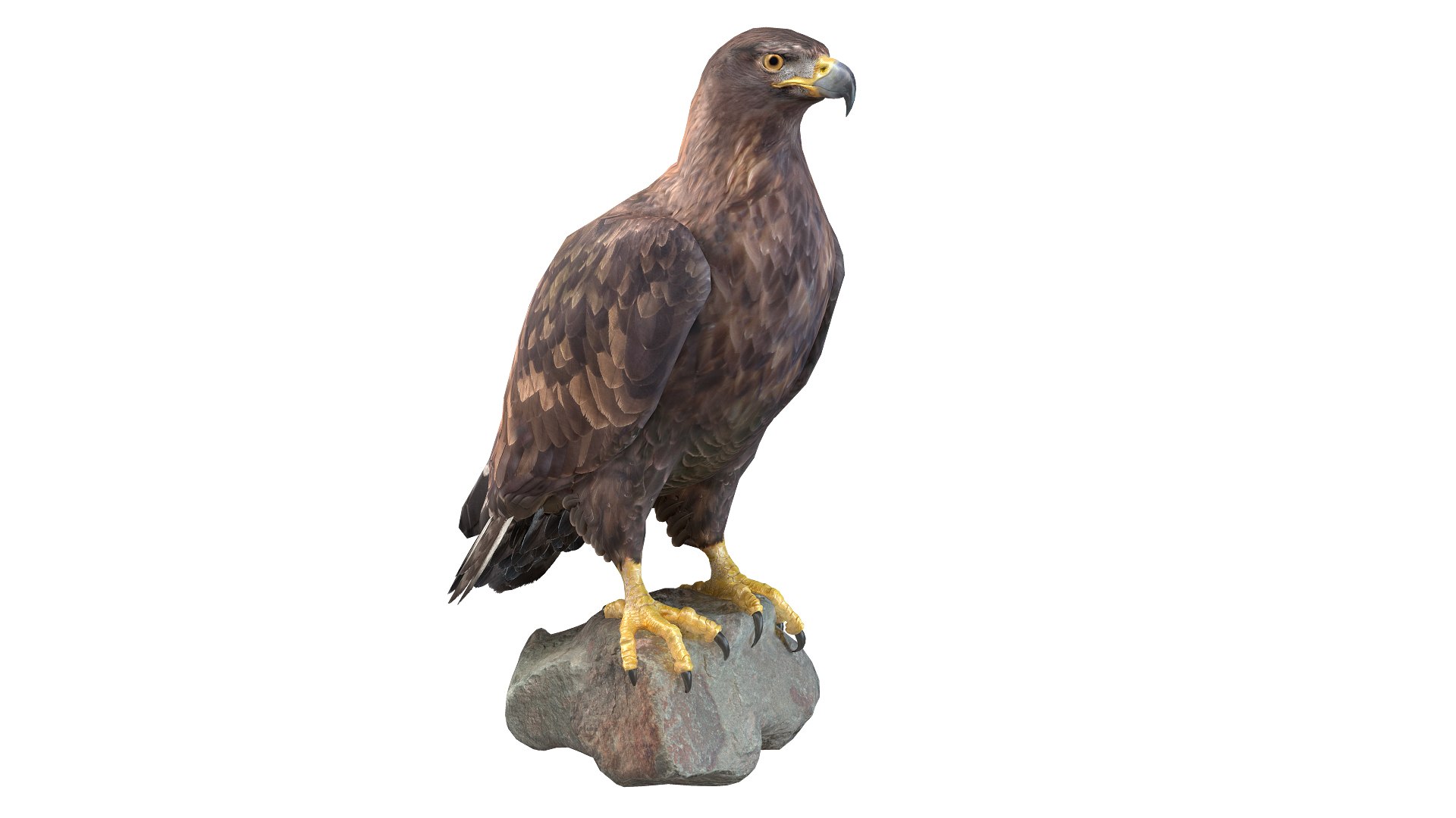 Predator Birds Collection 3D https://p.turbosquid.com/ts-thumb/kr/IE5pLa/rw/01/jpg/1640967503/1920x1080/fit_q87/eda30539f8fea86930ba3dc0880ec7dcca6b7937/01.jpg