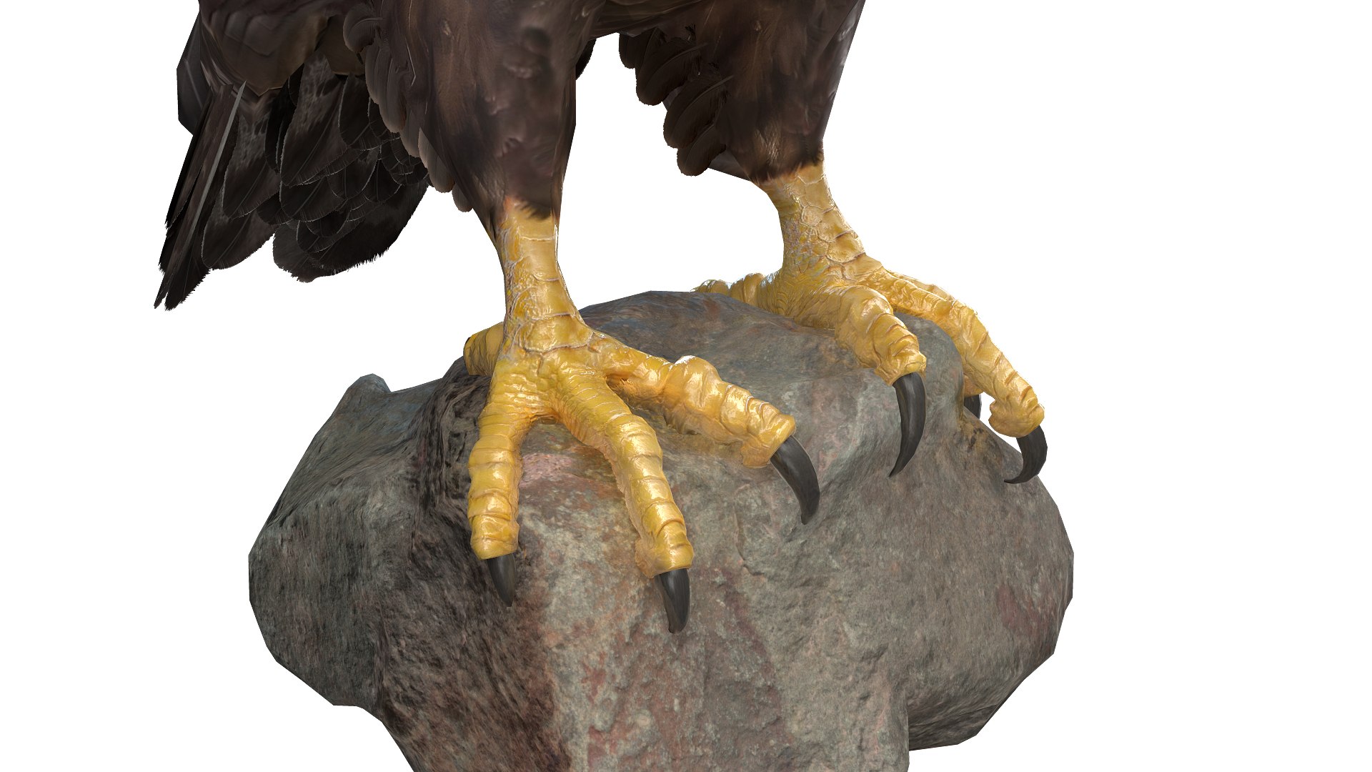 Predator Birds Collection 3D https://p.turbosquid.com/ts-thumb/kr/IE5pLa/sQ/08/jpg/1640967504/1920x1080/fit_q87/a619ba2aff0ae36a3e0b0aaf21a5909674148970/08.jpg