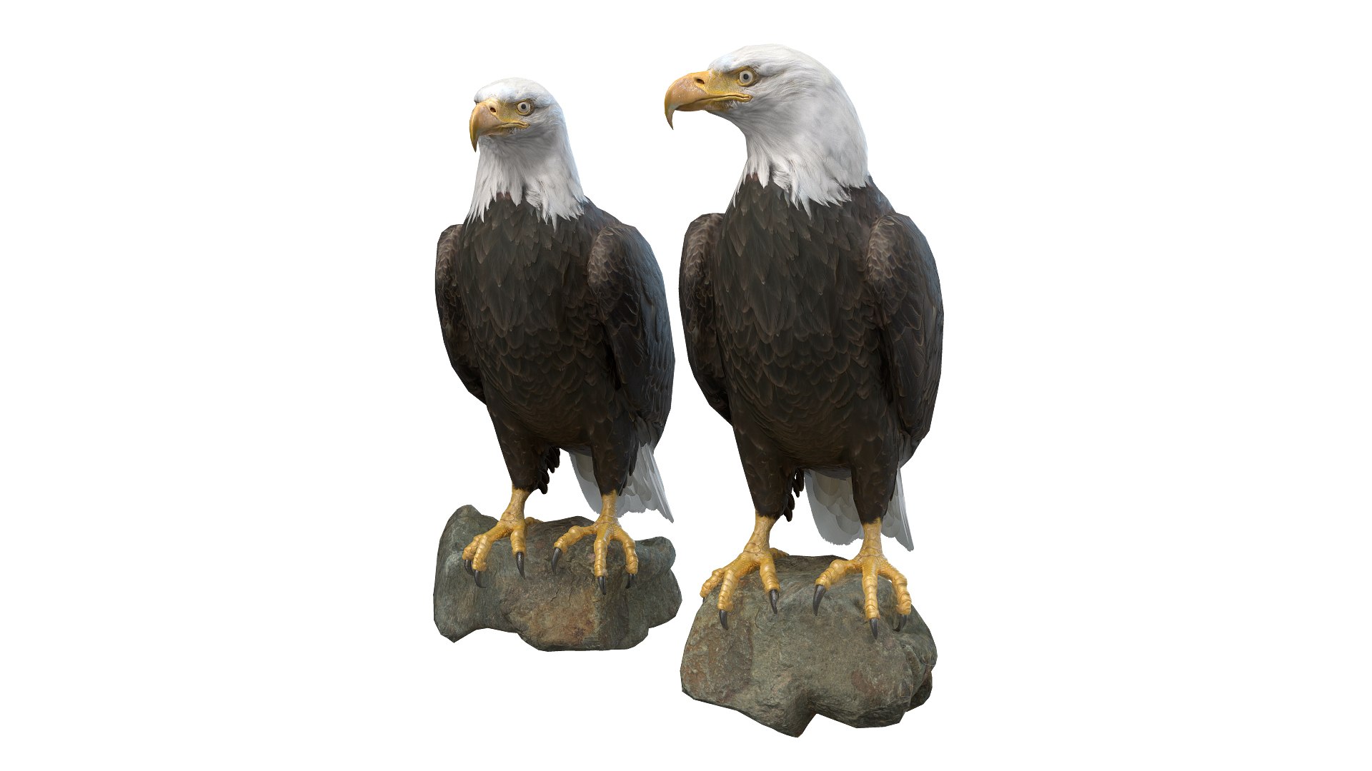 Predator Birds Collection 3D https://p.turbosquid.com/ts-thumb/kr/IE5pLa/tx/0011/jpg/1640967971/1920x1080/fit_q87/afcb420da881e61b746e194462470665a2906725/0011.jpg