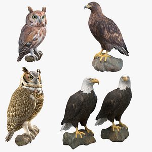 Predator Birds Collection 3D