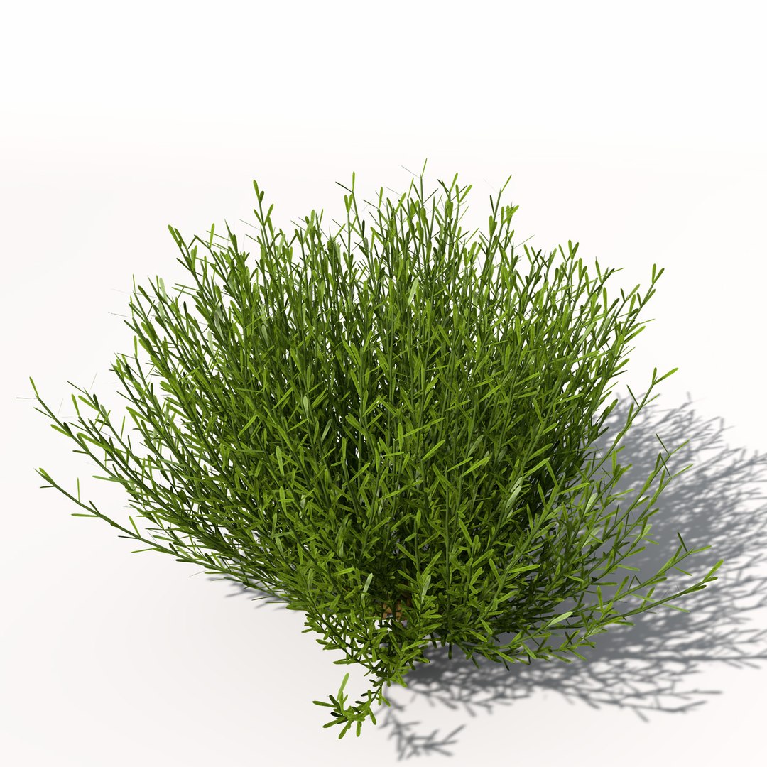 Lavender Plant Flowers 3d Model