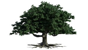 Oak Tree 3d Model model