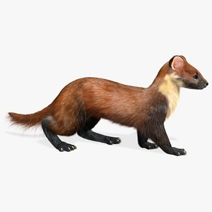 Marten (Animated,Fur)