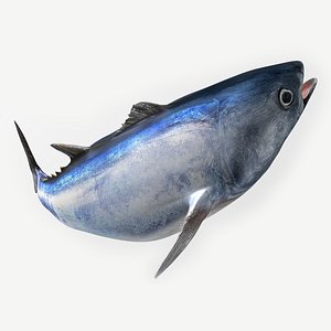 3D TUNA FISH Rigged  L1893 model