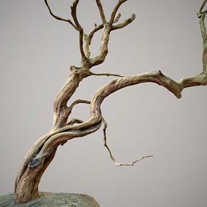 Curly tree Scan Low poly