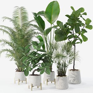 Plants collection 120