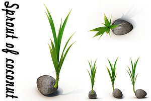 Sprout of coconut